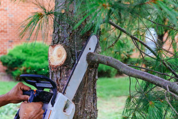 How Our Tree Care Process Works  in Hampden Sydney, VA